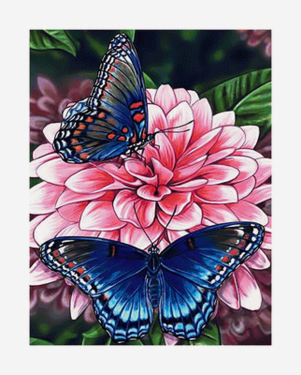 Георгины и бабочки. - георгины, бабочки., цветы - предпросмотр