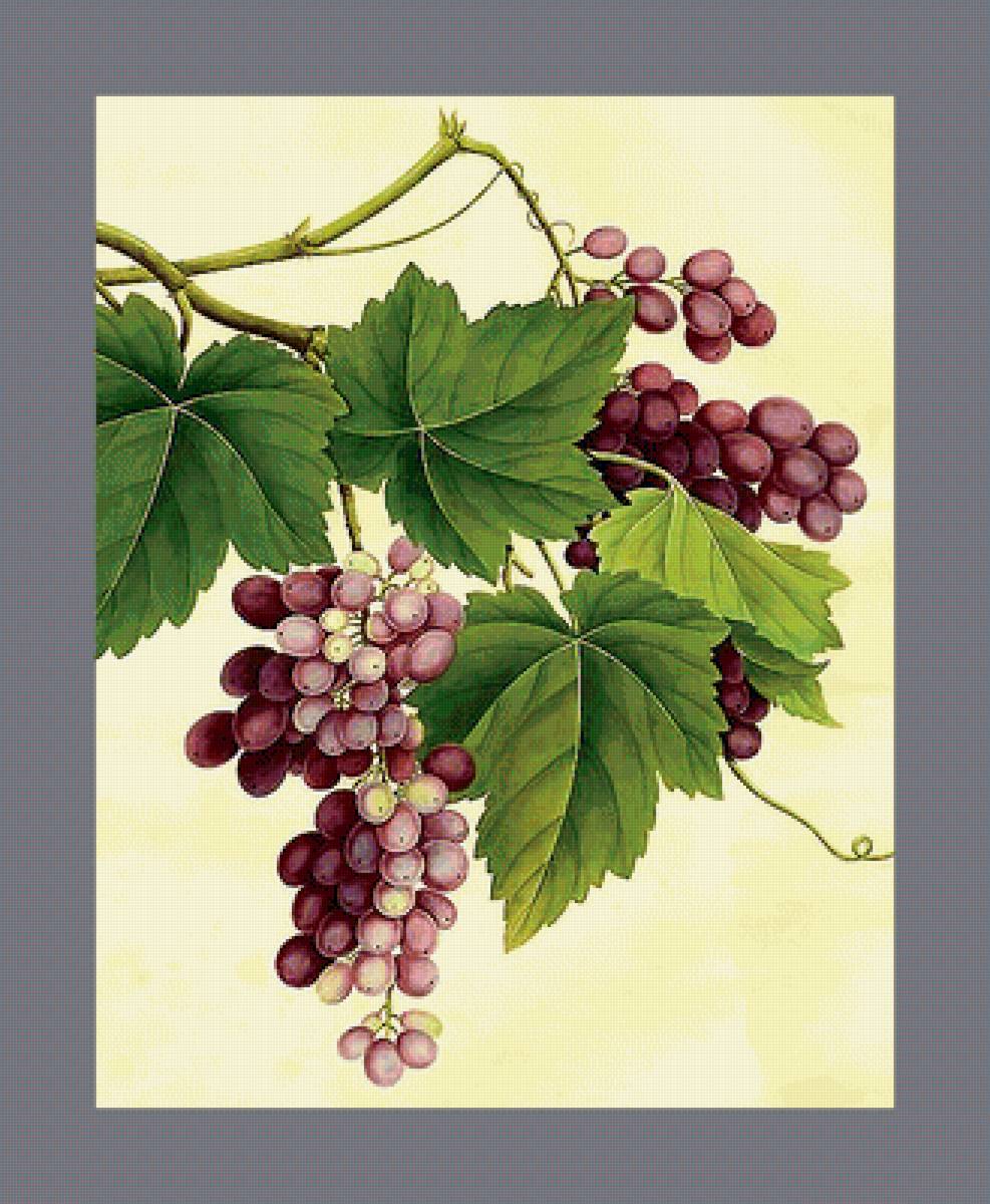 Серия "Виноград" - виноград, ягоды, фрукты - предпросмотр