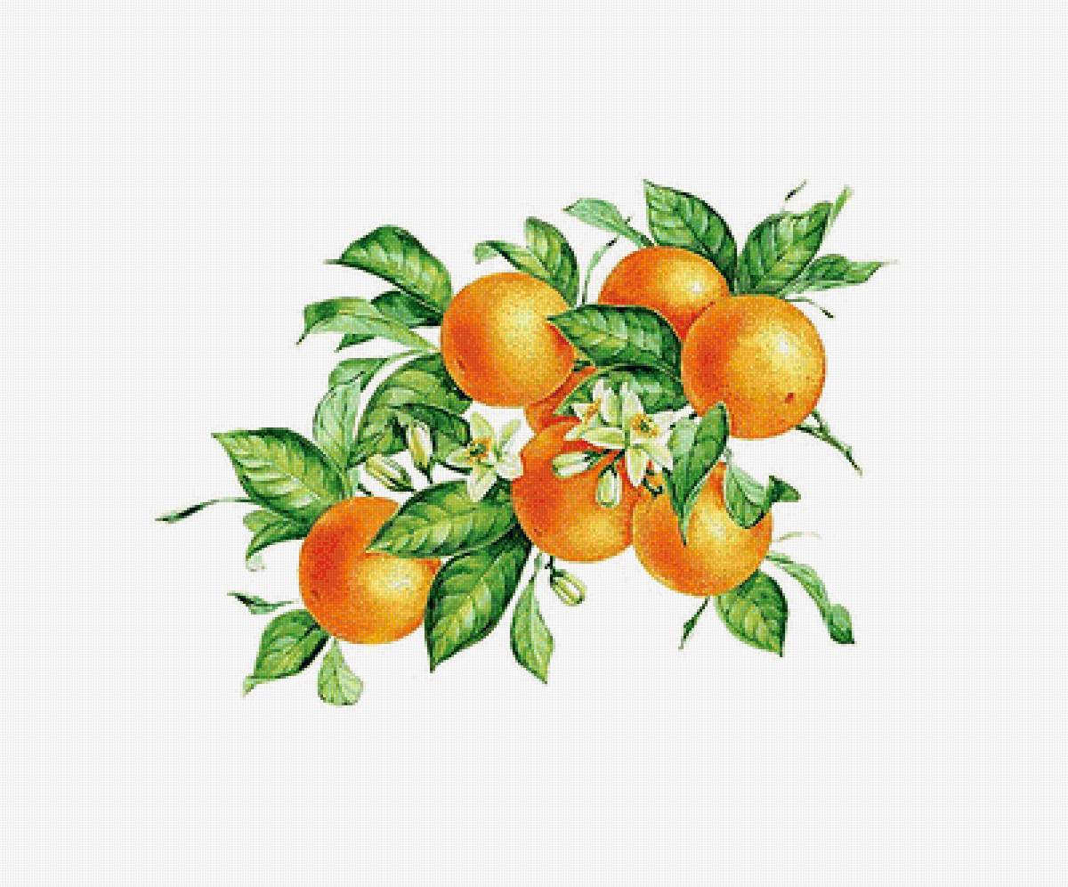 Мандарины - фрукты - предпросмотр