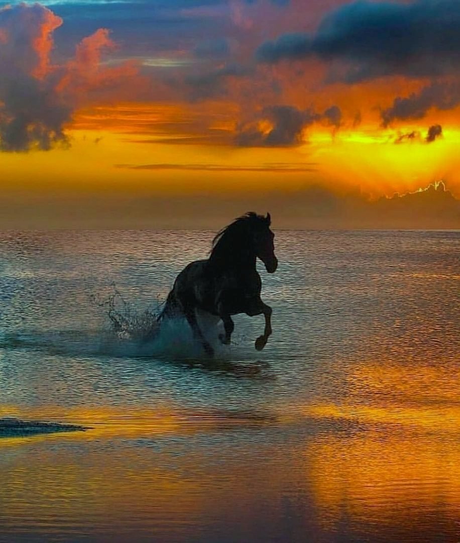 Эстетика лошадей на закате