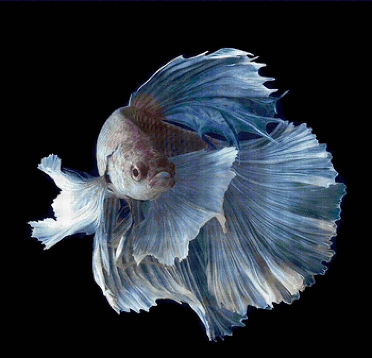 рыба - предпросмотр