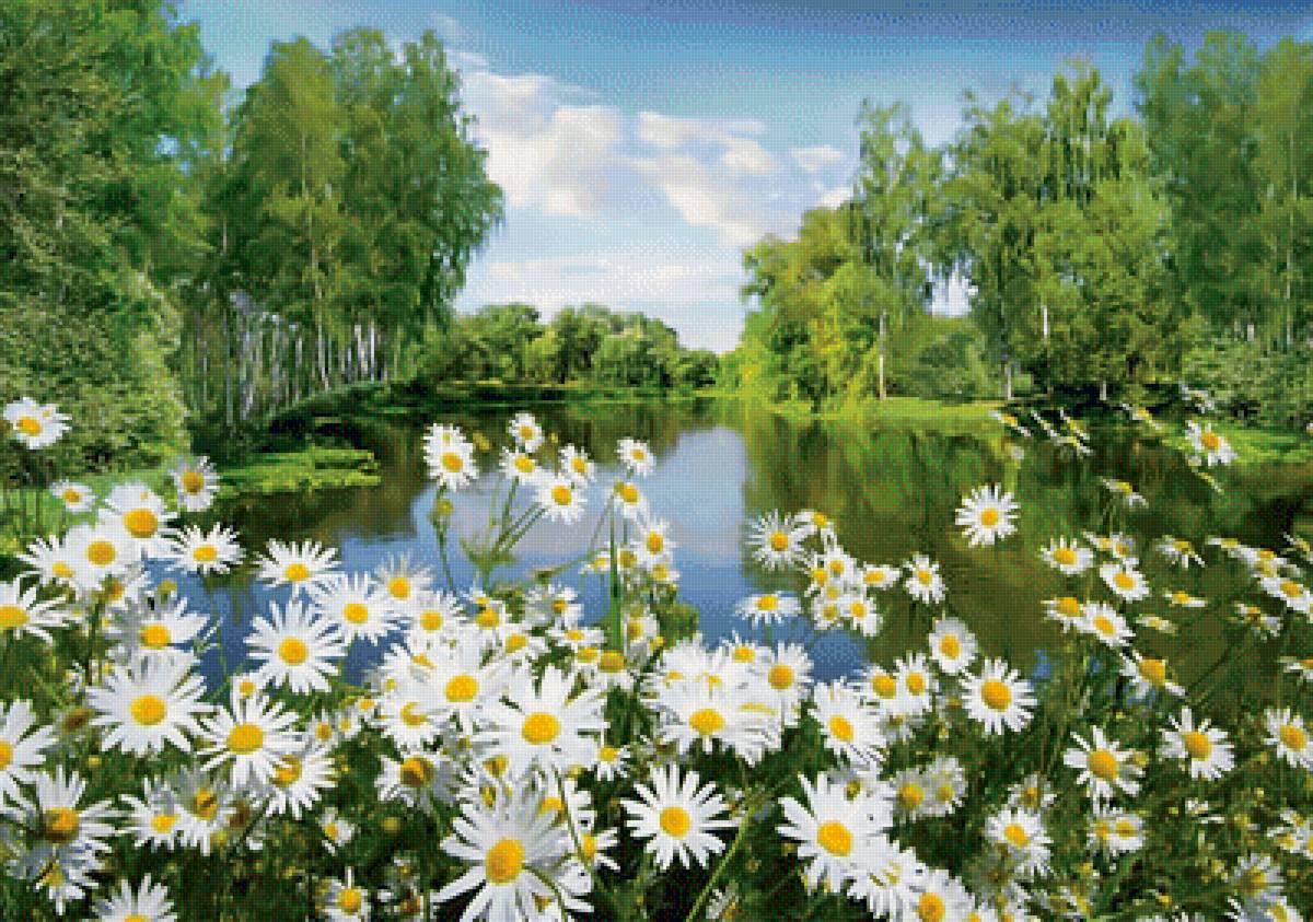Родные просторы. - ромашки, пейзаж, река., лес - предпросмотр