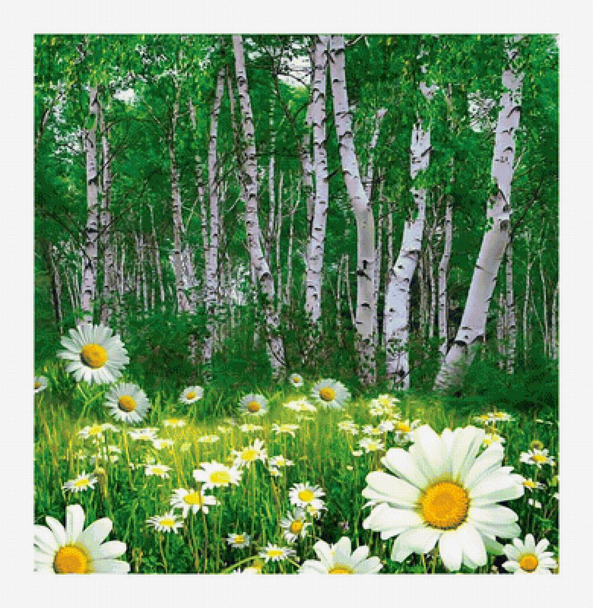 Берёзы-ромашки. - березы, деревья, роща, ромашки, пейзаж. - предпросмотр