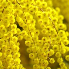 Схема вышивки «мимоза»