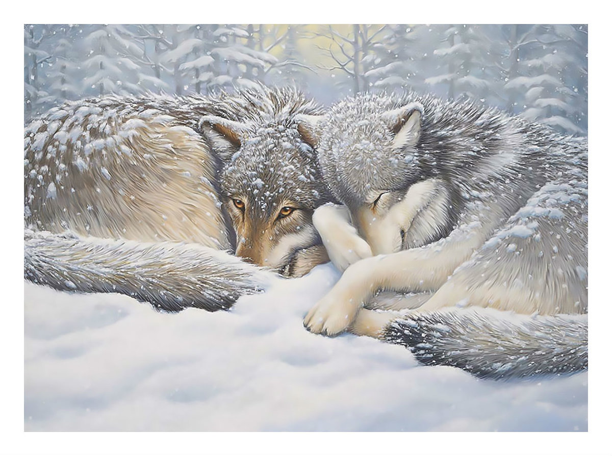 Волки в зимнем лесу. - снег, волки, пейзаж., пара, зима - оригинал