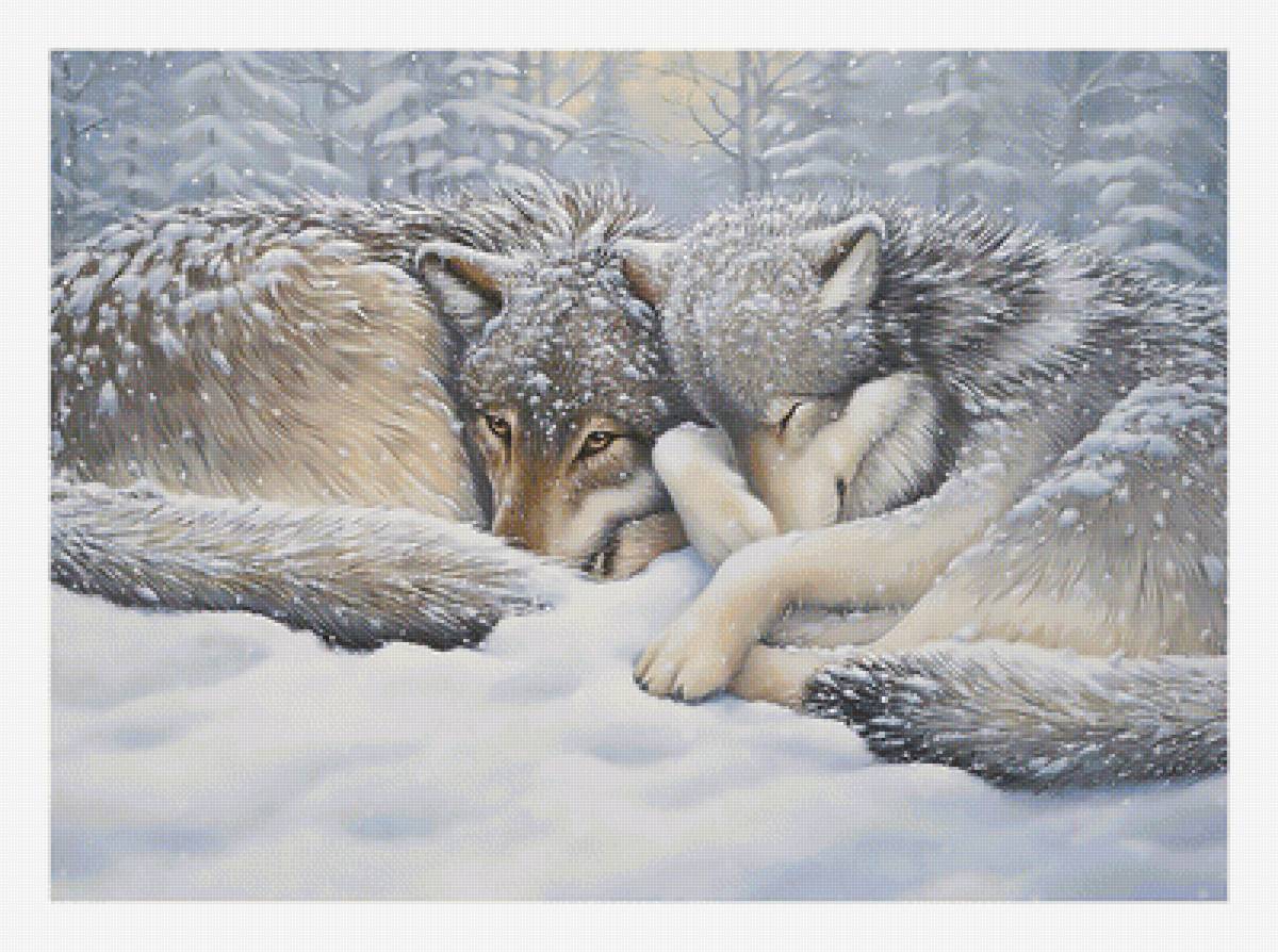 Волки в зимнем лесу. - пейзаж., зима, пара, волки, снег - предпросмотр