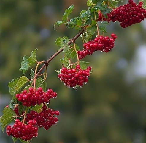 природа - оригинал