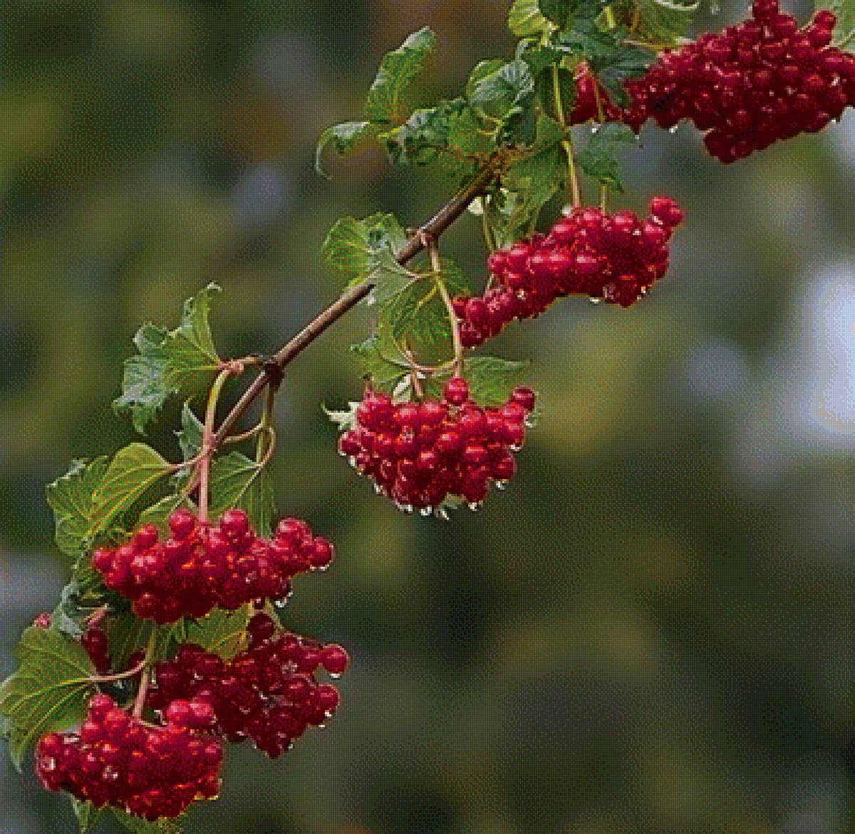 природа - предпросмотр