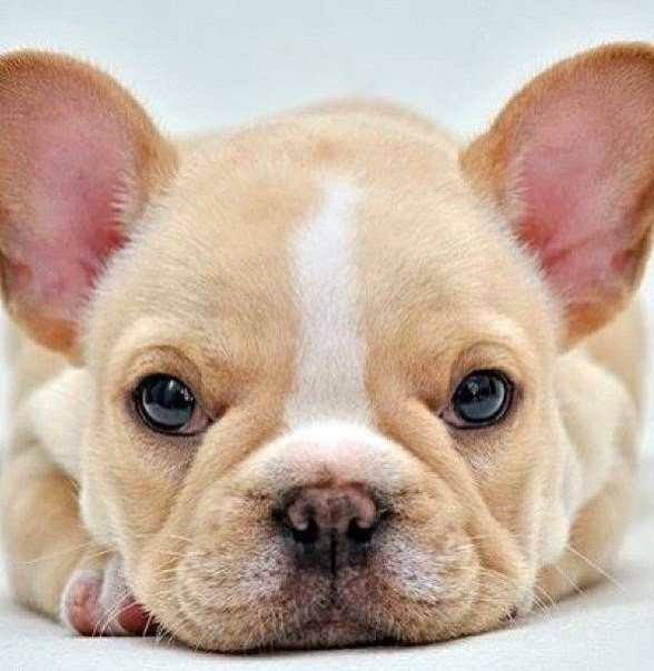 щенок - оригинал