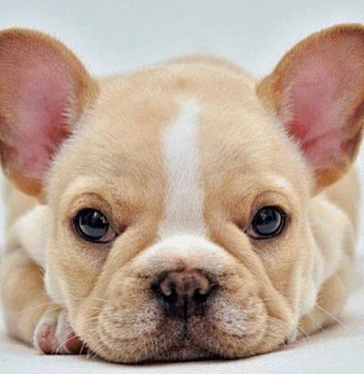 щенок - предпросмотр