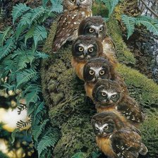 Оригинал схемы вышивки «Семейство сов» (№1962781)