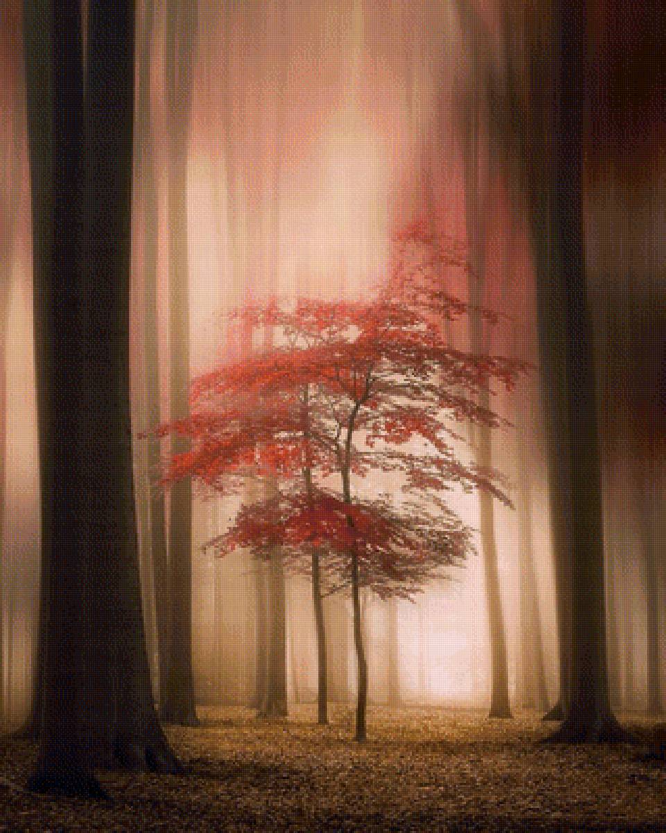 Туман - пейзаж, природа - предпросмотр