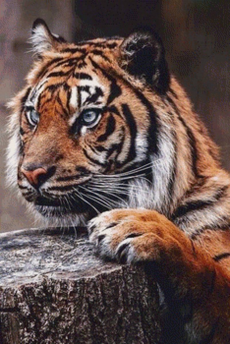 Тигр - животные, кошки, хищники - предпросмотр
