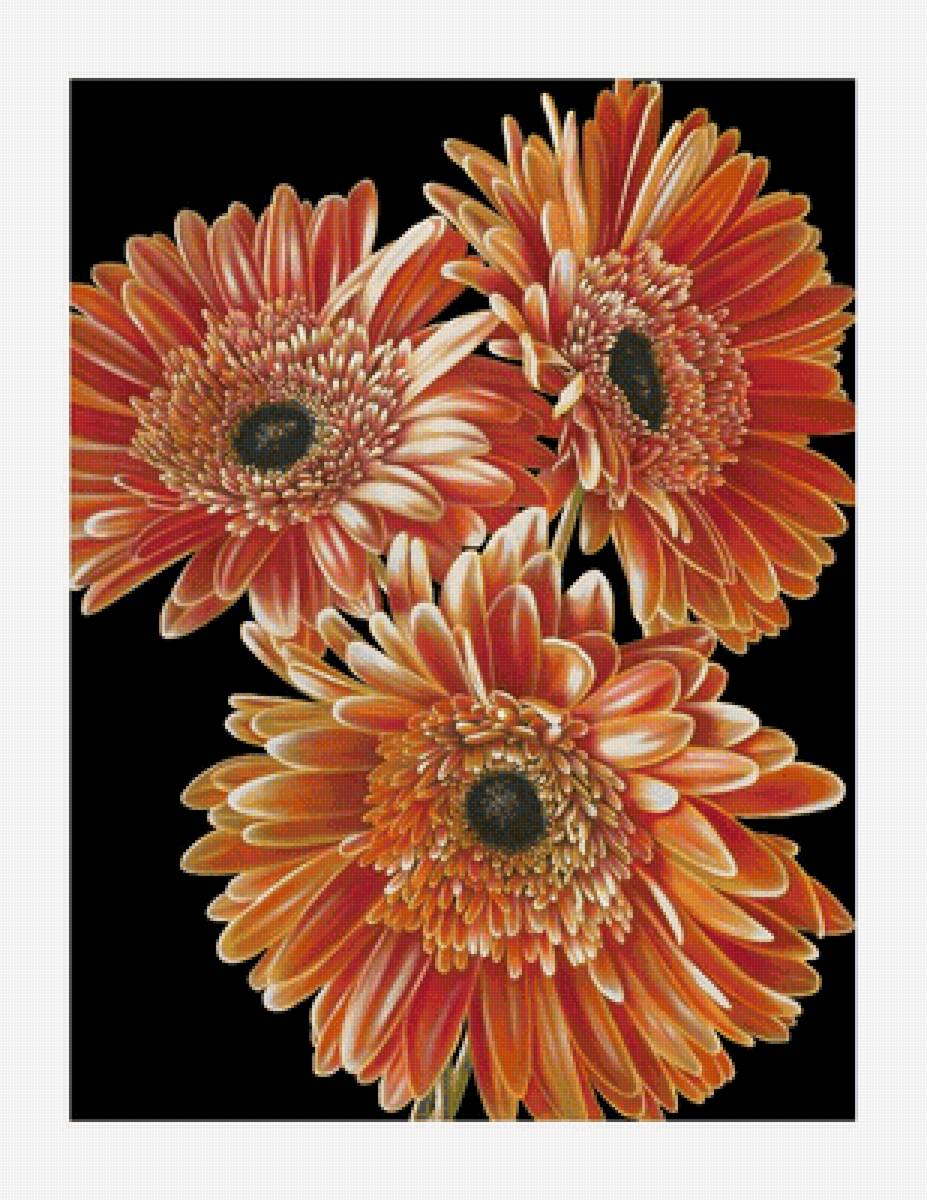 Герберы - цветы, на черном - предпросмотр