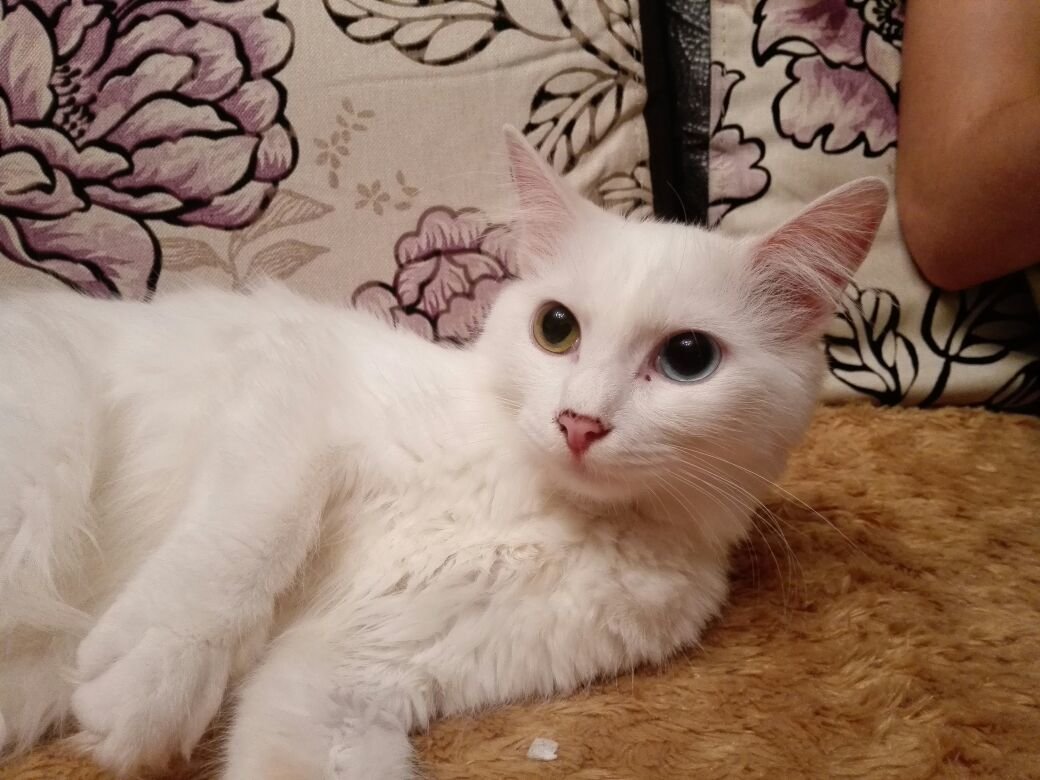 Кисуля - оригинал