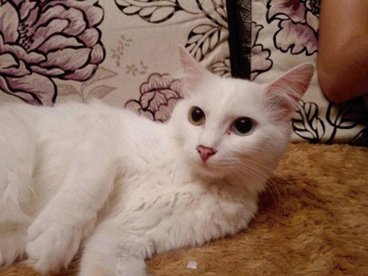 Кисуля - предпросмотр