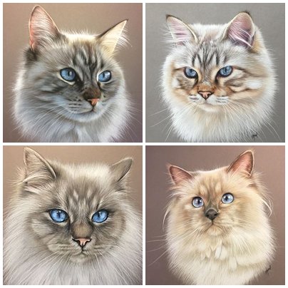 кошки - кошка, кот - оригинал