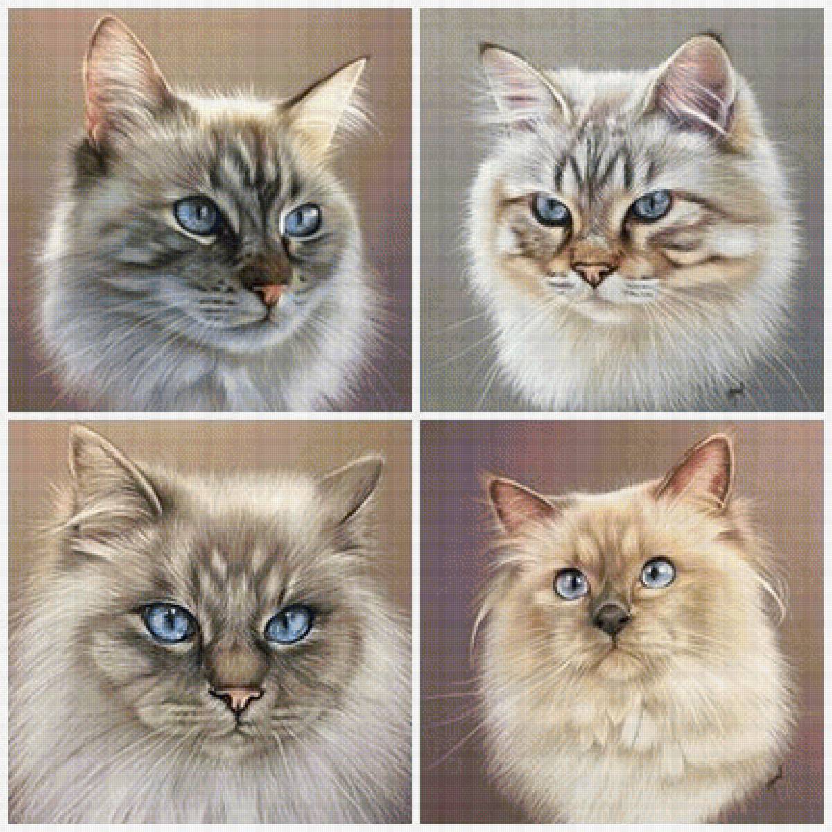 кошки - кошка, кот - предпросмотр