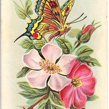 Оригинал схемы вышивки «motýl,kvety» (№1964487)