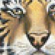 Предпросмотр схемы вышивки «Амурский тигр.» (№1964586)