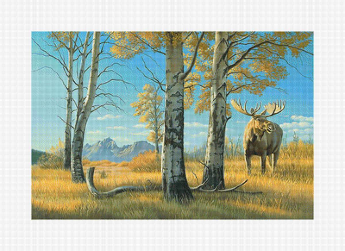 Лось в осеннем лесу. - березы., горы, пейзаж, лось - предпросмотр