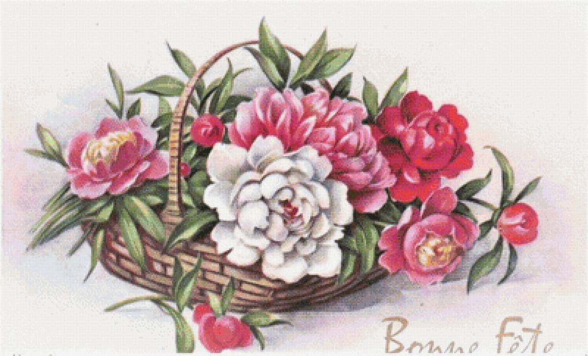 pivonie - предпросмотр