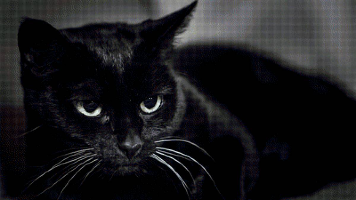 кот - предпросмотр