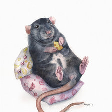 довольный крыс