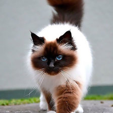 Схема вышивки «Кошка»