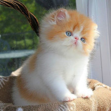 Схема вышивки «Котёнок»