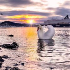 Схема вышивки «Лебедь»