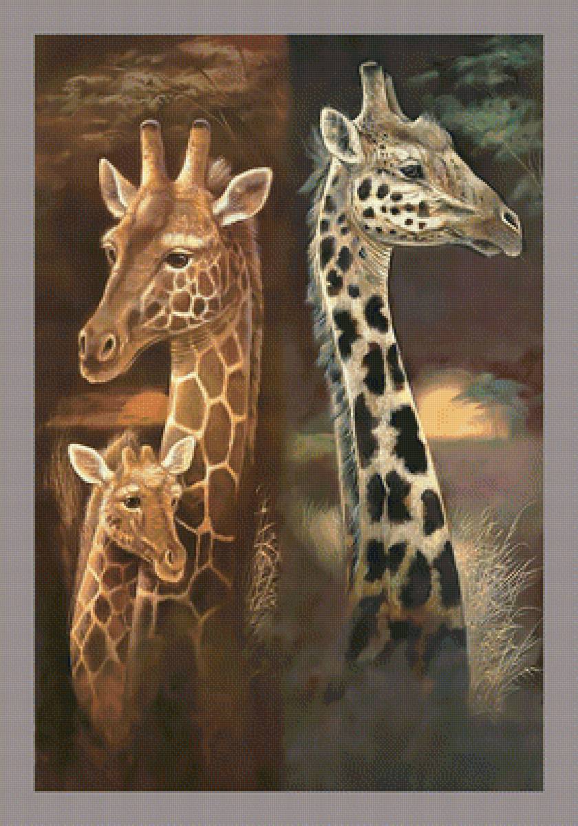 Жирафы. - жирафы, животные. - предпросмотр