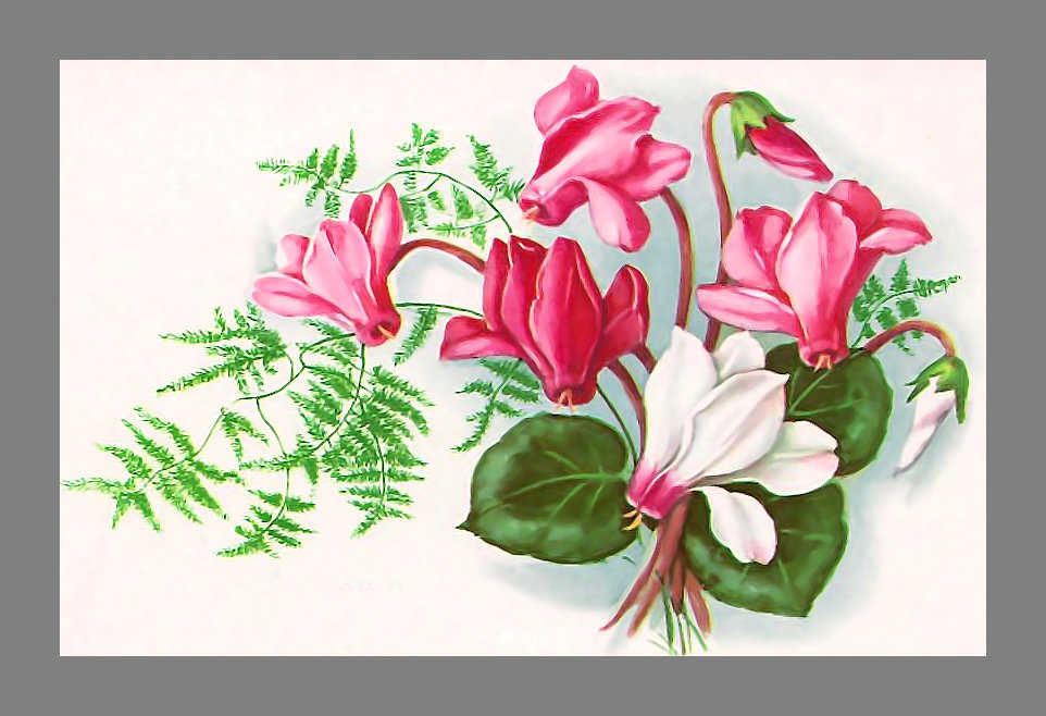 Серия "Винтаж". Цикламен - цветы, цикламен, флора - оригинал