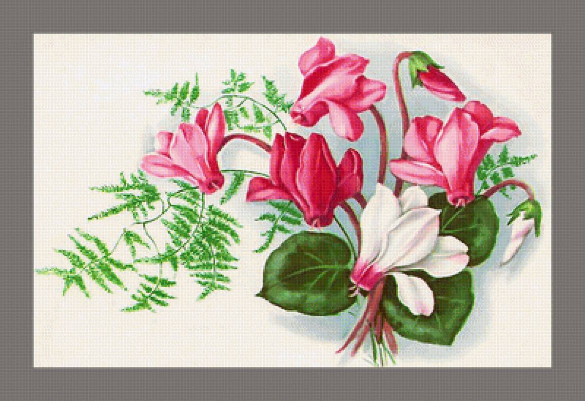 Серия "Винтаж". Цикламен - флора, цветы, цикламен - предпросмотр