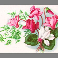 Схема вышивки «Серия "Винтаж". Цикламен»