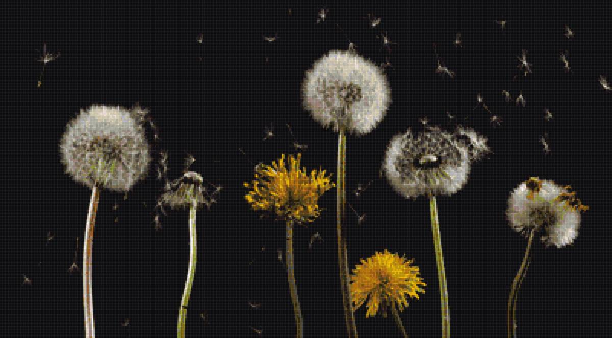 одуванчики - предпросмотр