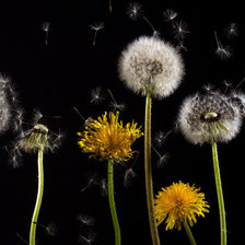 одуванчики