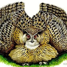 Схема вышивки «сова»