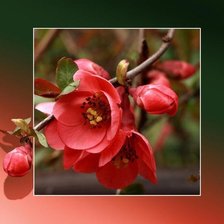 Схема вышивки «№1965771»