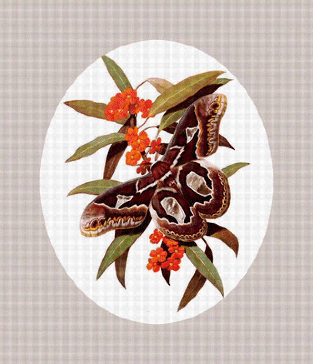 серия " бабочки" - бабочки., цветы - предпросмотр