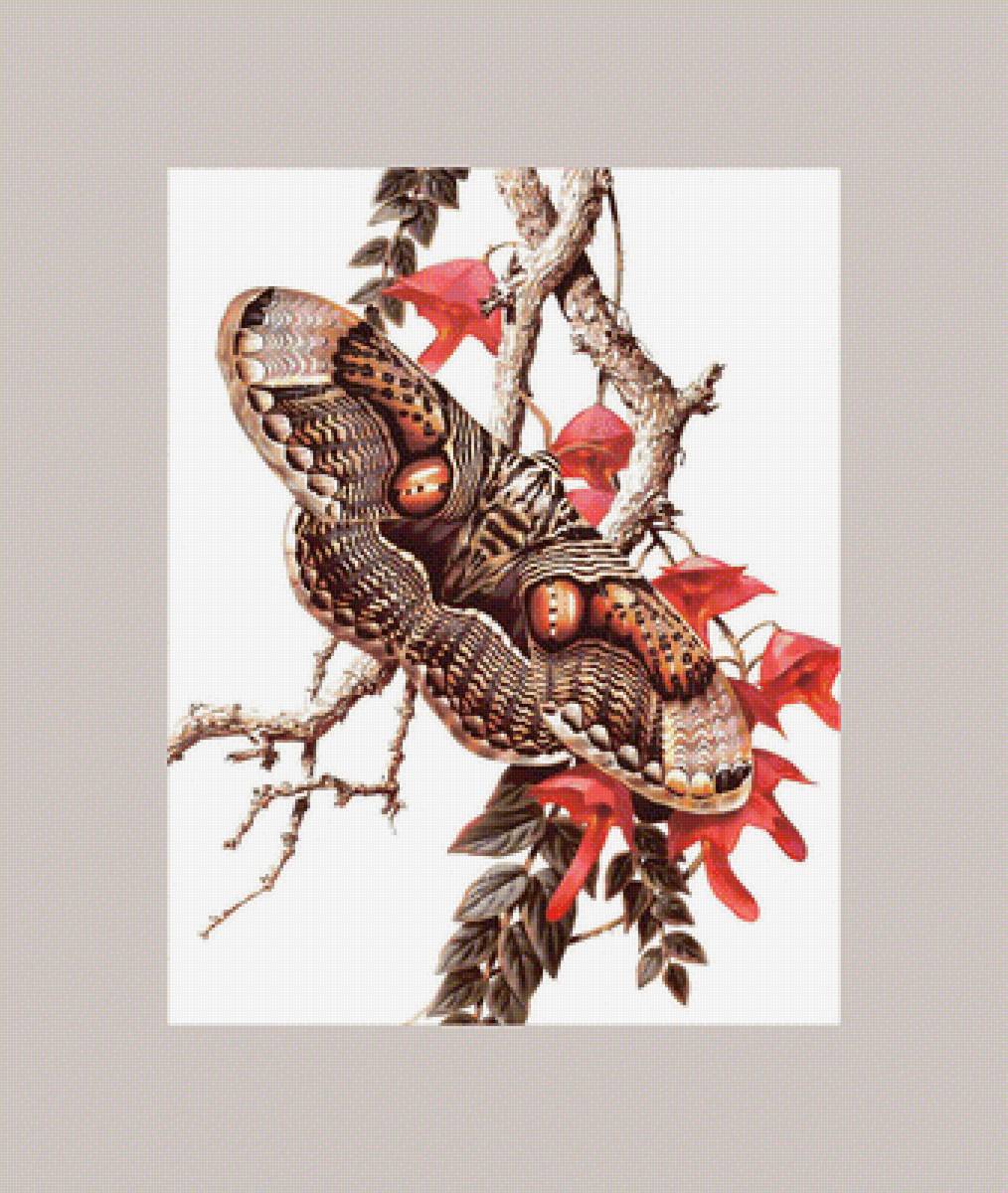 серия " бабочки" - бабочки., цветы - предпросмотр