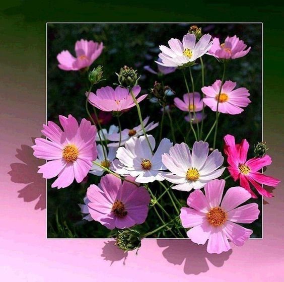 КОСМЕЯ - космея - оригинал