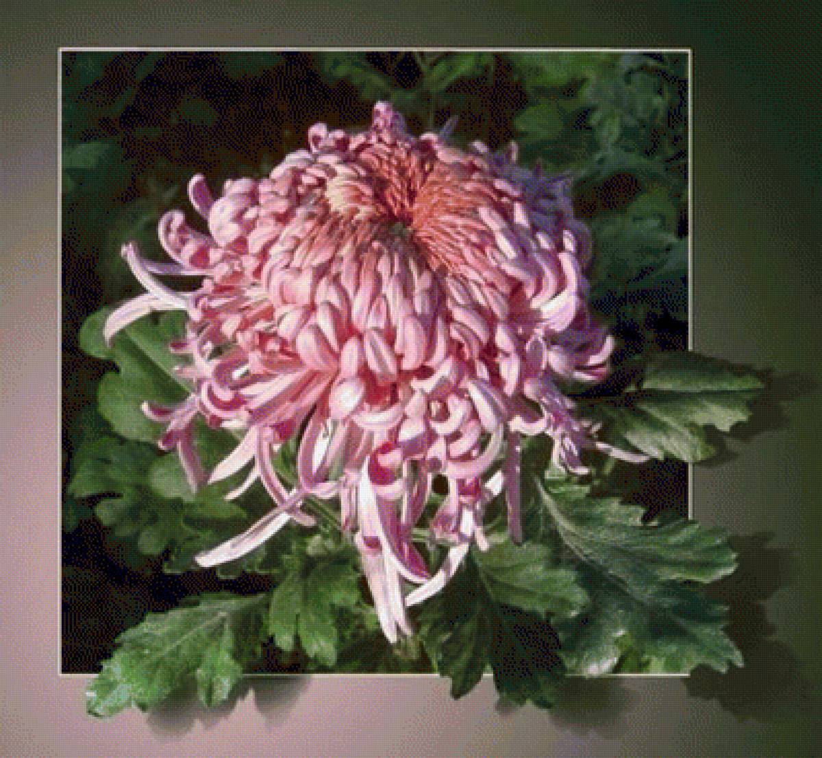 ХРИЗАНТЕМА - хризантема - предпросмотр