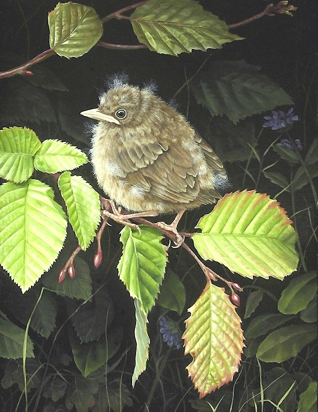 птенец - птицы - оригинал