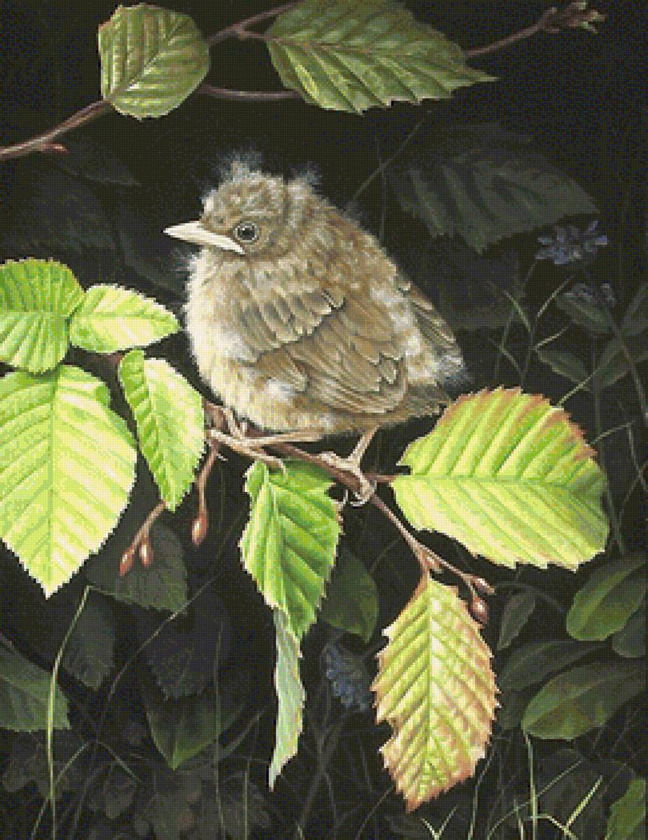 птенец - птицы - предпросмотр