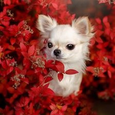 Схема вышивки «песик2»