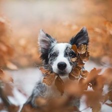 Схема вышивки «песик3»