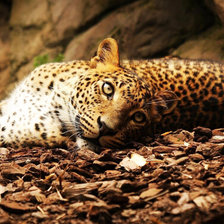 Схема вышивки «№1966989»