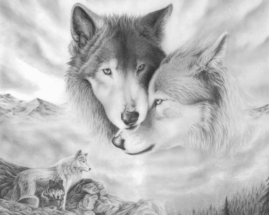 волки - звери, рисунок карандашом, волки, животные, пара - оригинал