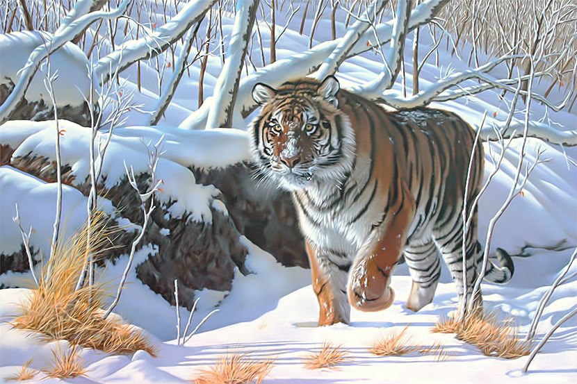 Амурский тигр. - лес, тигр, снег, пейзаж, животные, зима - оригинал